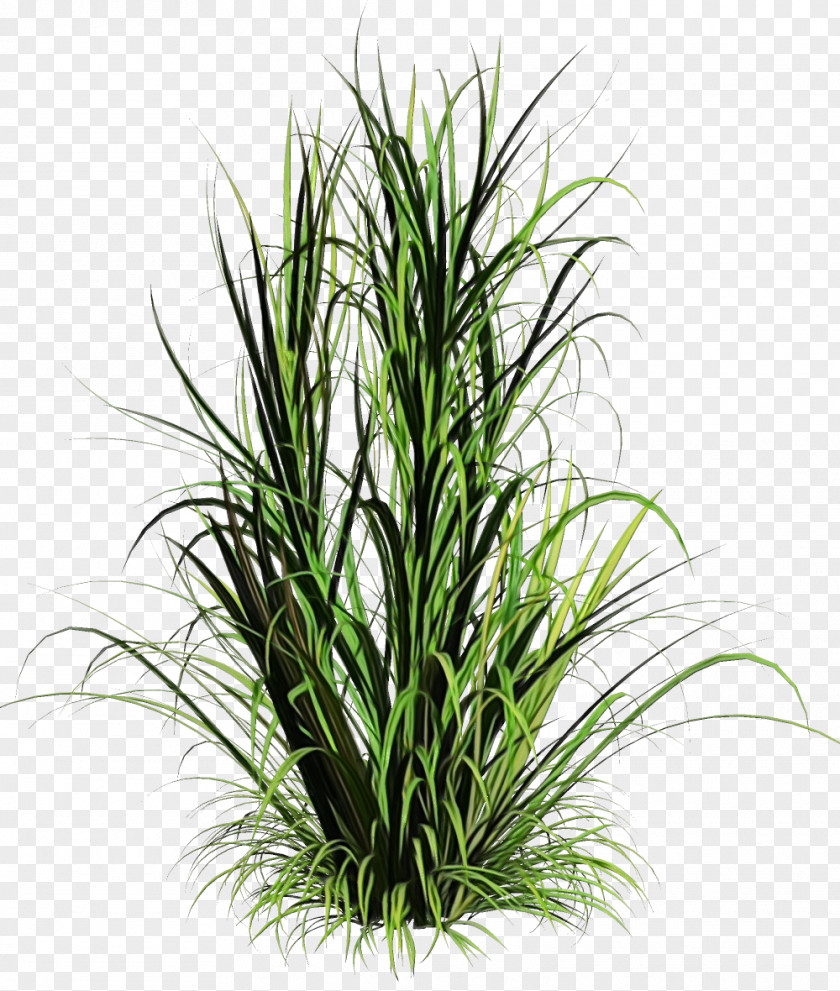 Herb Leaf Grass Plant Terrestrial Houseplant Family PNG