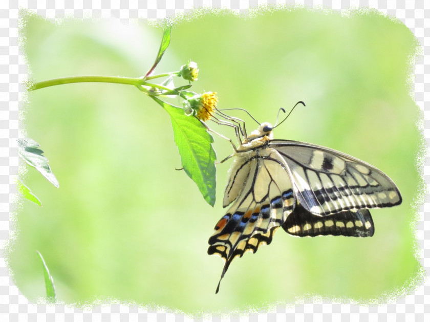 Melanargia Wildlife Monarch Butterfly PNG
