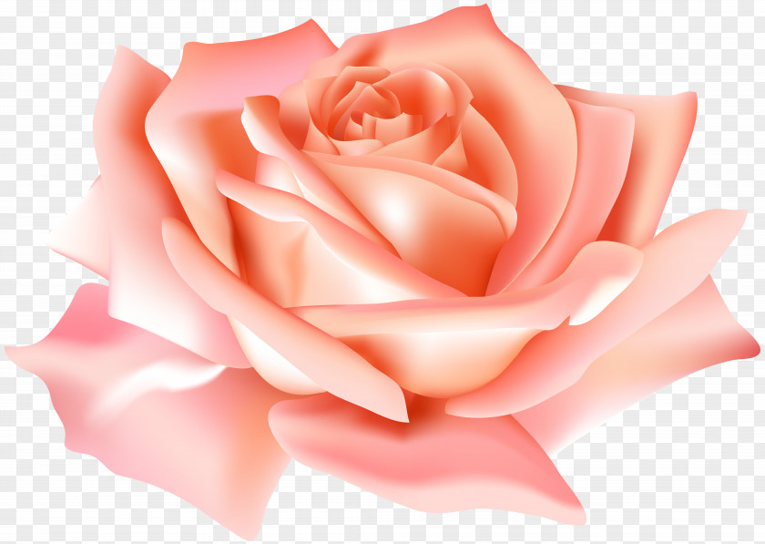 Peach Rose Flower Clip Art Image Garden Roses PNG