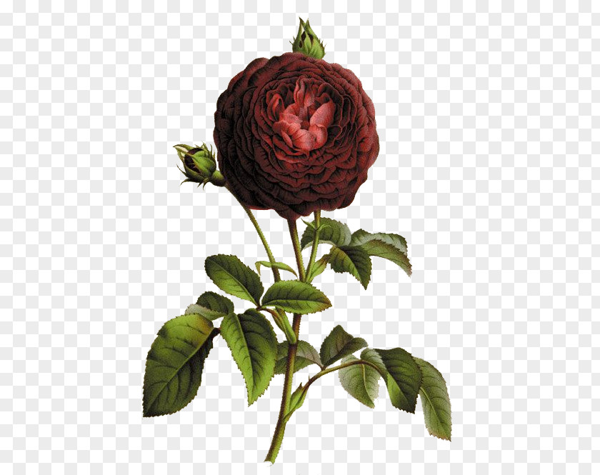 Rose Botany Botanical Illustration Printmaking PNG