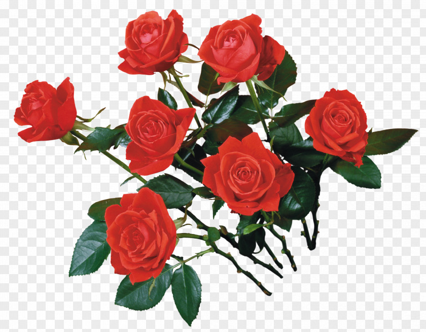 Rose Garden Roses Flower Bouquet PNG