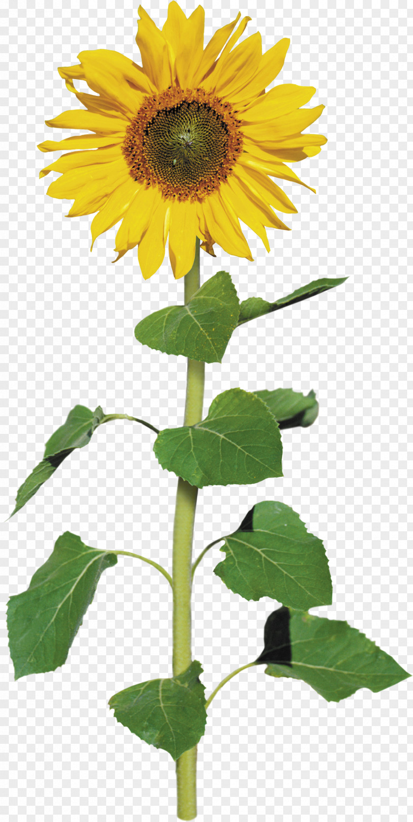 Sunflower Common Archive File Clip Art PNG