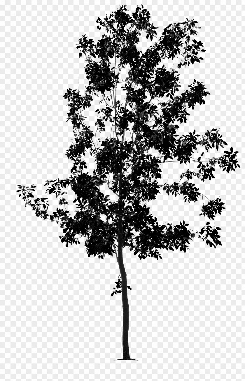 Tree Twig Green Ash Black And White Bonsai PNG