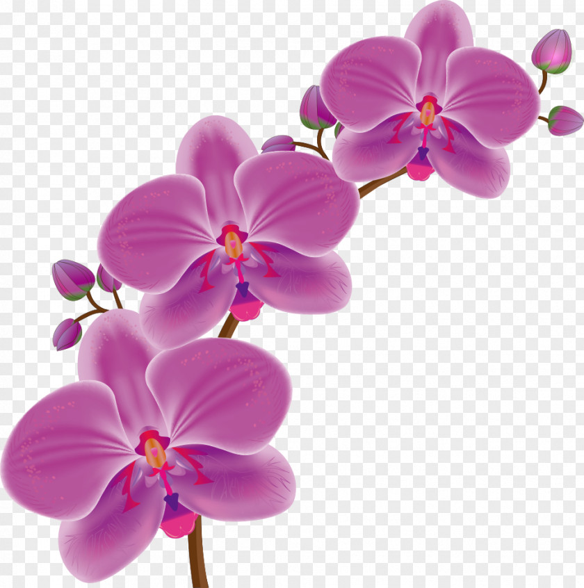 Vector Cartoon Orchids Drawing Flower PNG