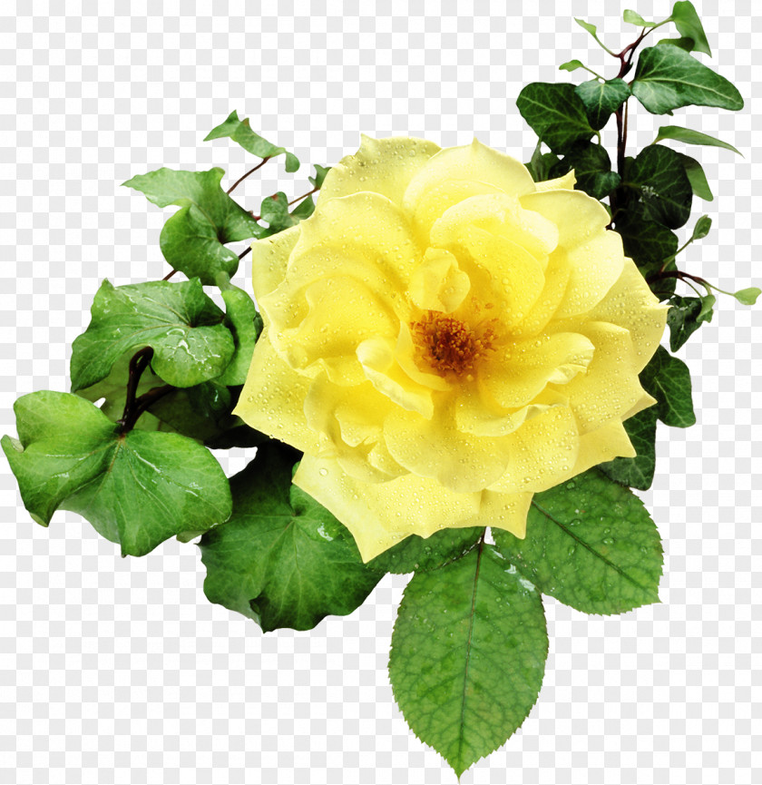 Yellow Rose Flower Bouquet Garden Roses Clip Art PNG
