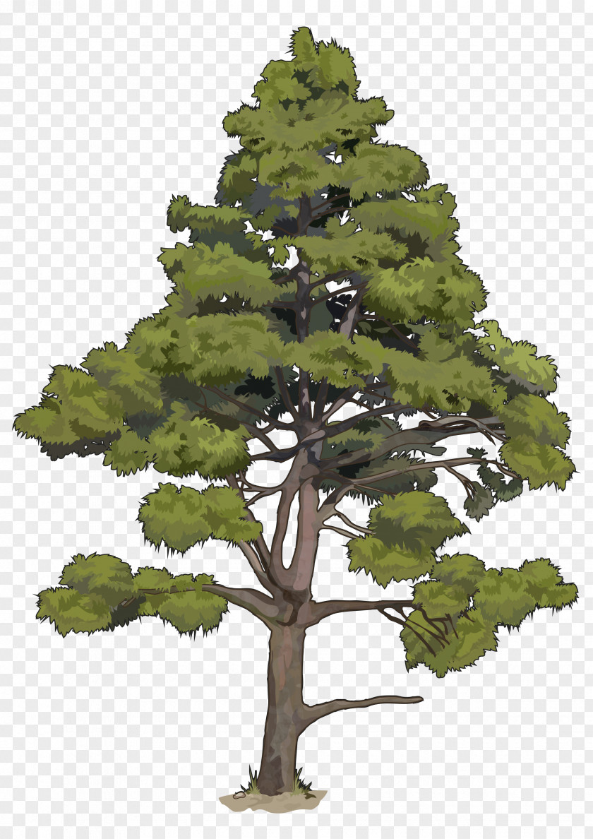 Arboles Government Of The Canary Islands Pinus Canariensis Pine Tree PNG