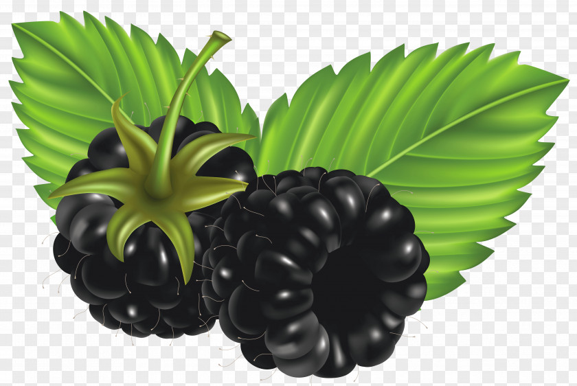 Blackberry Clip Art Openclipart Berries PNG