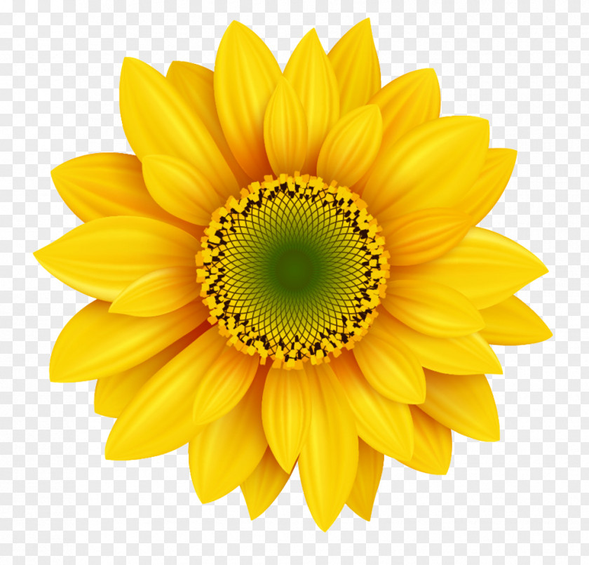 Clear Sunflowers Royalty-free Photography Icon PNG