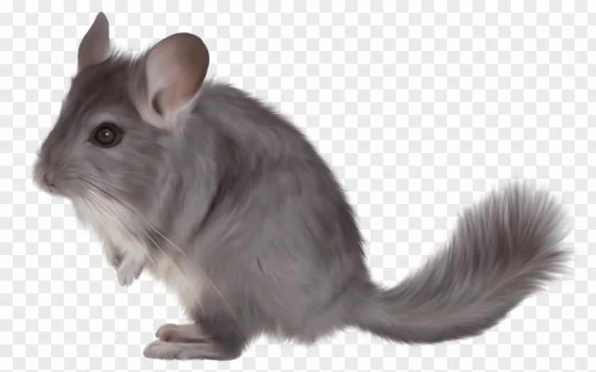Ferret Short-tailed Chinchilla Puppy Rodent Mouse PNG
