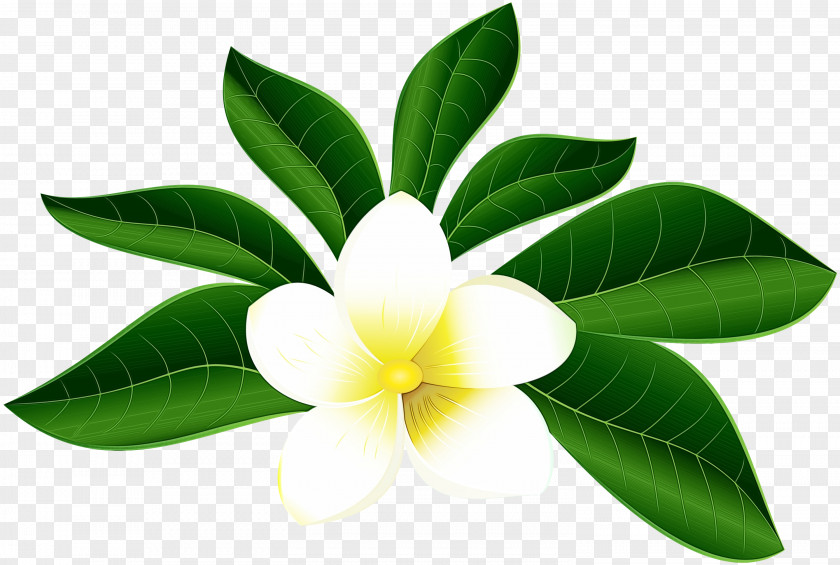 Frangipani Plant Flower PNG