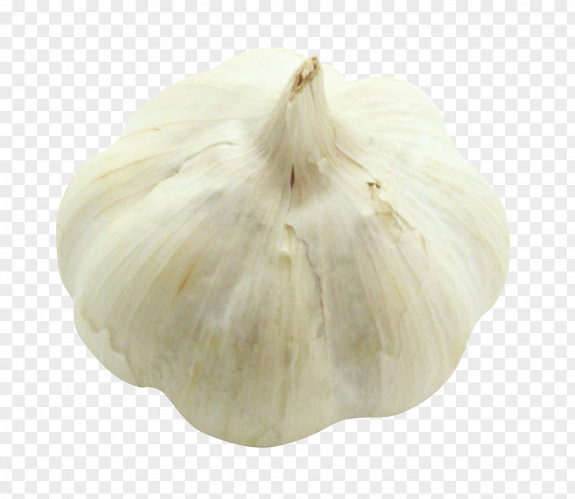 Garlic PNG