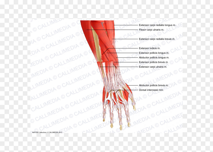 Hand Thumb Forearm Muscle Anatomy Wrist PNG
