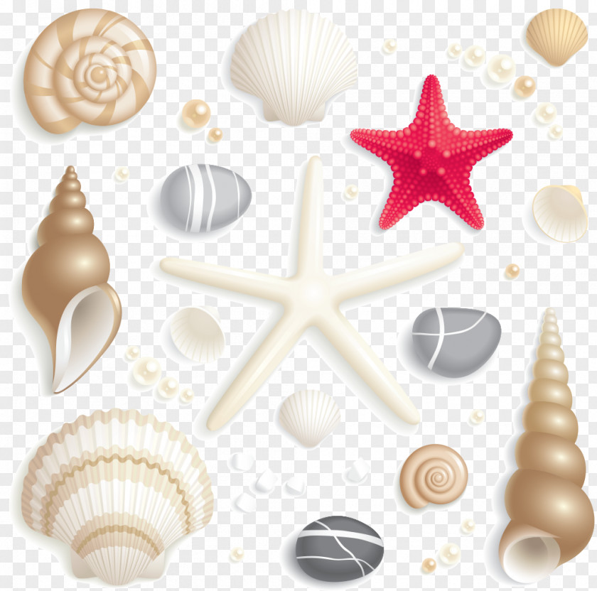 Summer Season Seashell Clip Art PNG