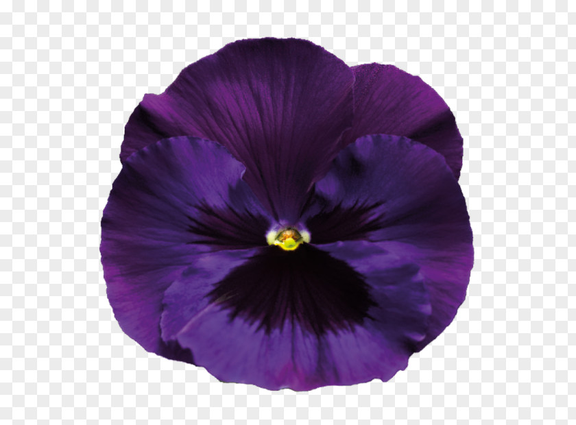 Violet Sweet Flower Purple Pansy PNG