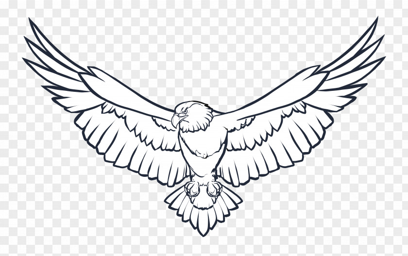 Bird Bald Eagle Drawing Clip Art PNG