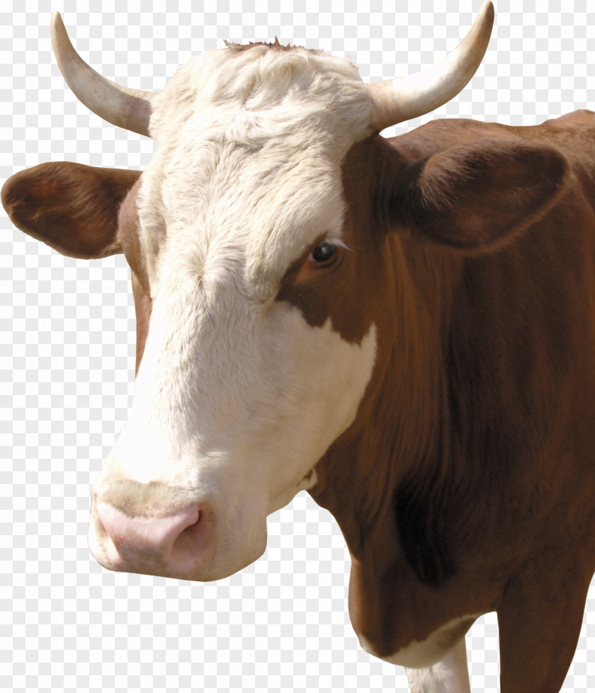 Bull Taurine Cattle Calf Dairy Clip Art PNG