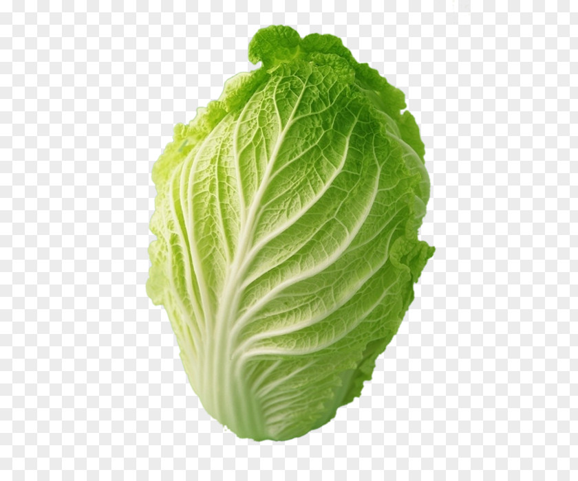 Cabbage Material Picture Chinese Choy Sum Vegetable PNG
