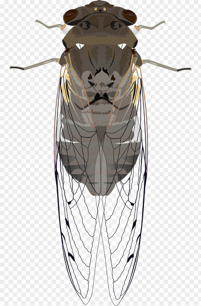 Cicada Cicadoidea Insect Clip Art PNG