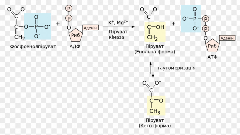 Glycolysis Pyruvic Acid Adenosine Diphosphate Fermentacja Propionowa Keto PNG