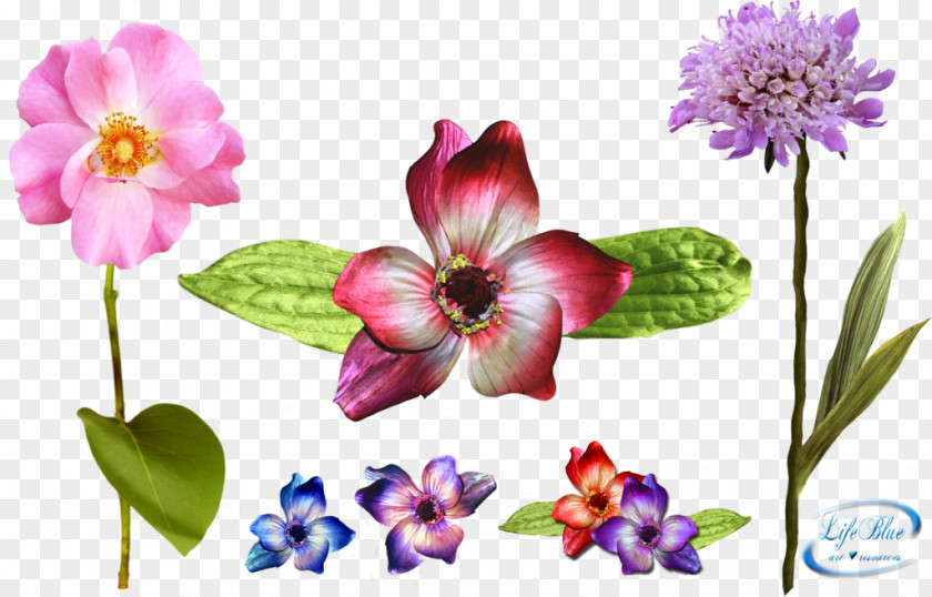 Lilac Flower Floral Design Desktop Wallpaper Petal PNG