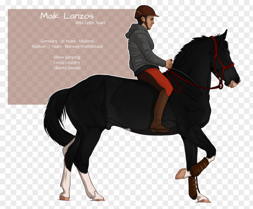 Mustang Stallion Hunt Seat Bridle Mare PNG