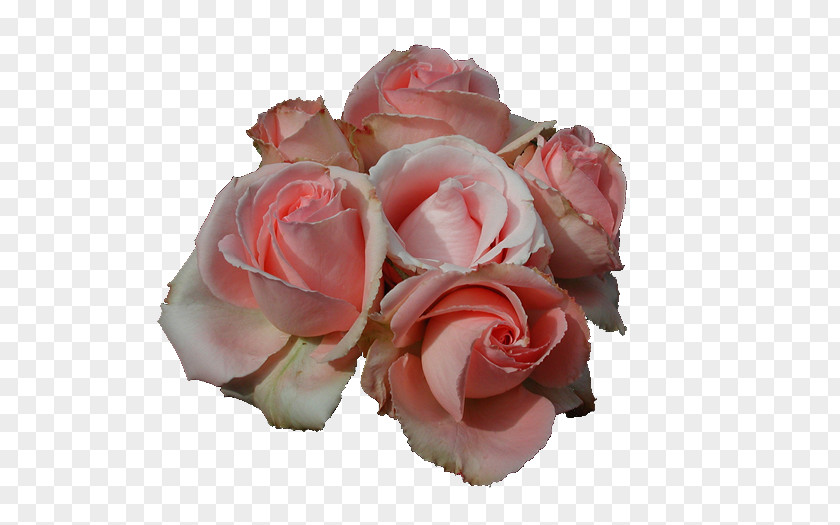 Pink Rose Flower Rosa Peace Hybrid Tea Clip Art PNG