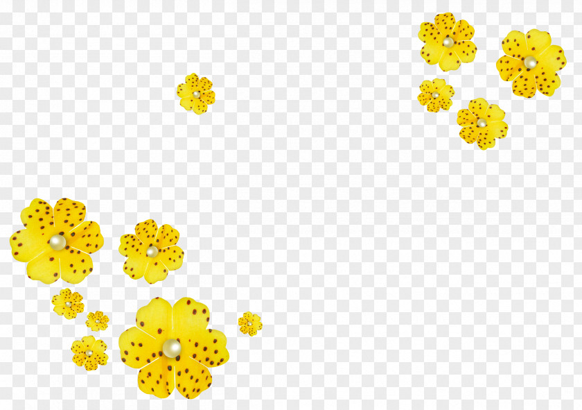 Spring Border Yellow Cut Flowers Orange PNG
