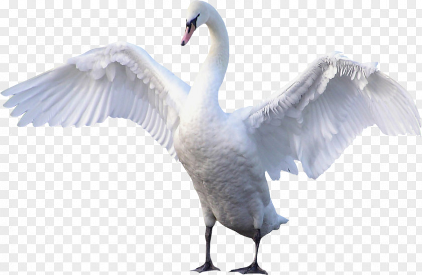 Swan Goose Cygnini Bird Clip Art PNG