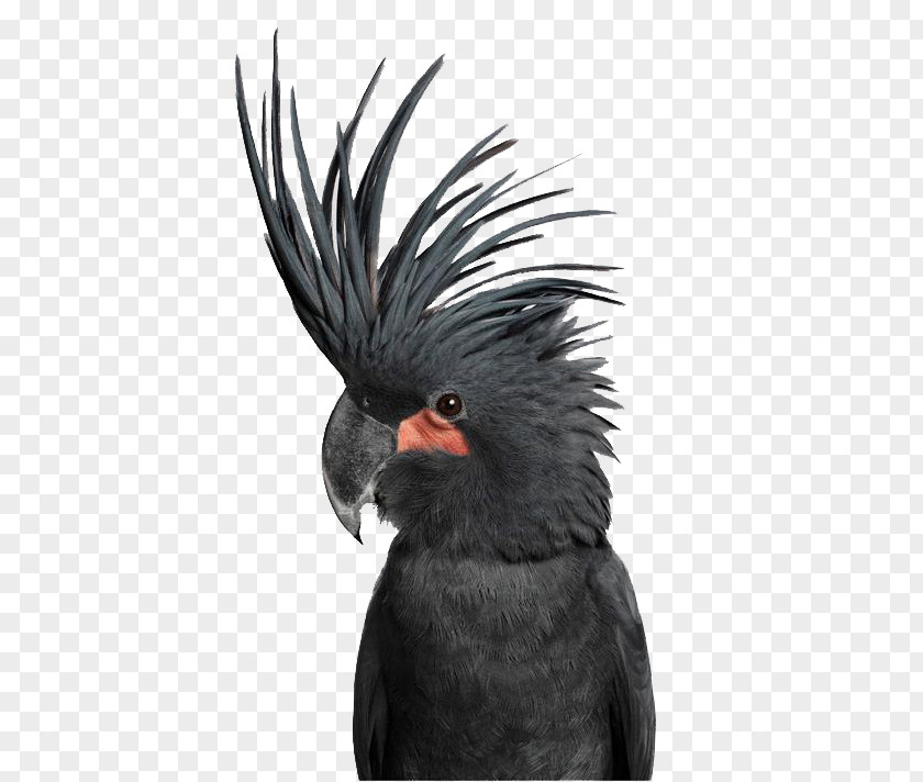 Black Parrot Bird Love OLSEN GALLERY Palm Cockatoo PNG