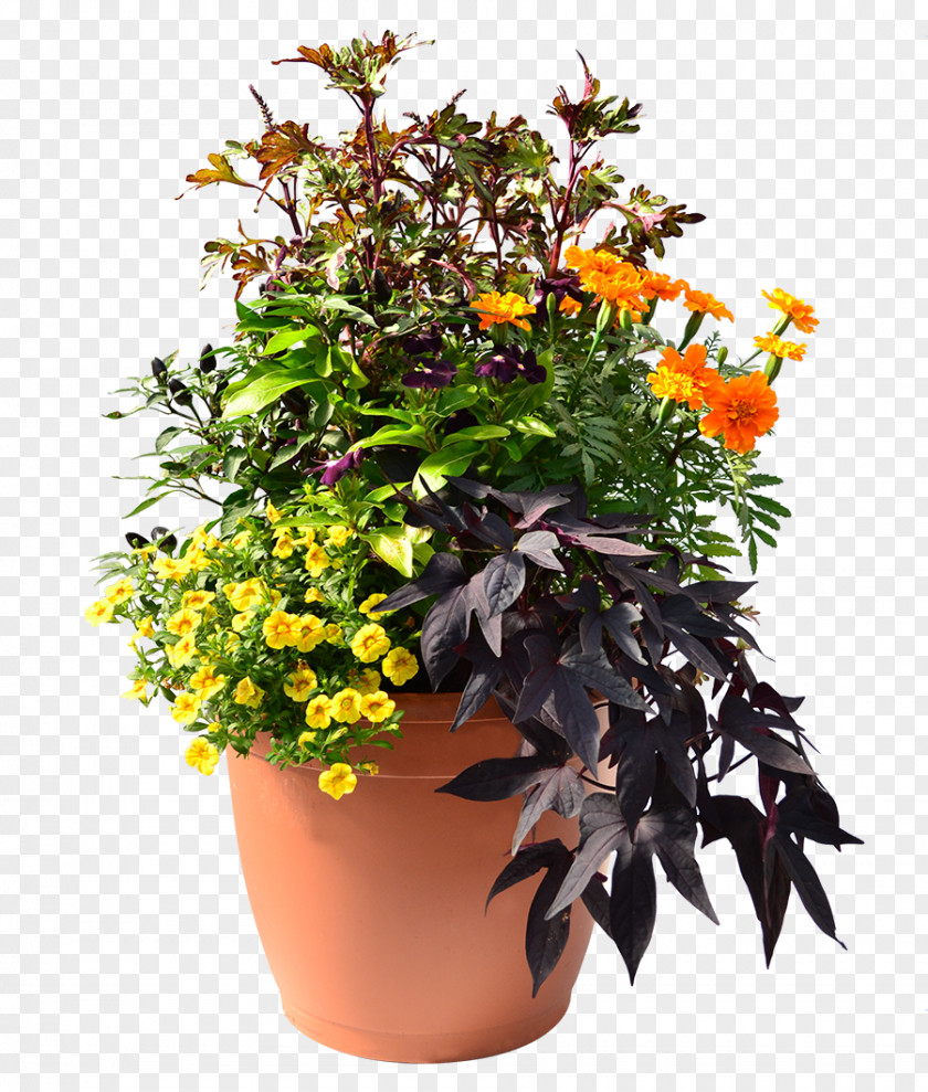 Herbs Flowerpot Annual Plant Hanging Basket Houseplant PNG