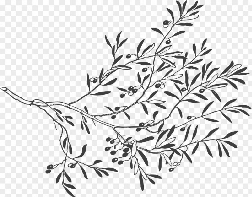 Tree Olive Branch Drawing Clip Art PNG