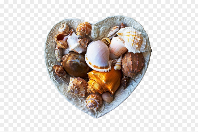 A Variety Of Sea Creatures Bivalvia Seashell Mollusc Shell PNG