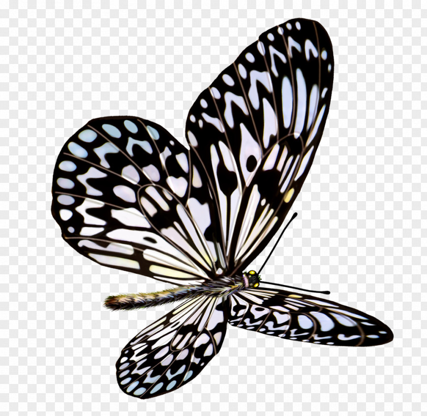Butterfly Euclidean Vector Insect PNG