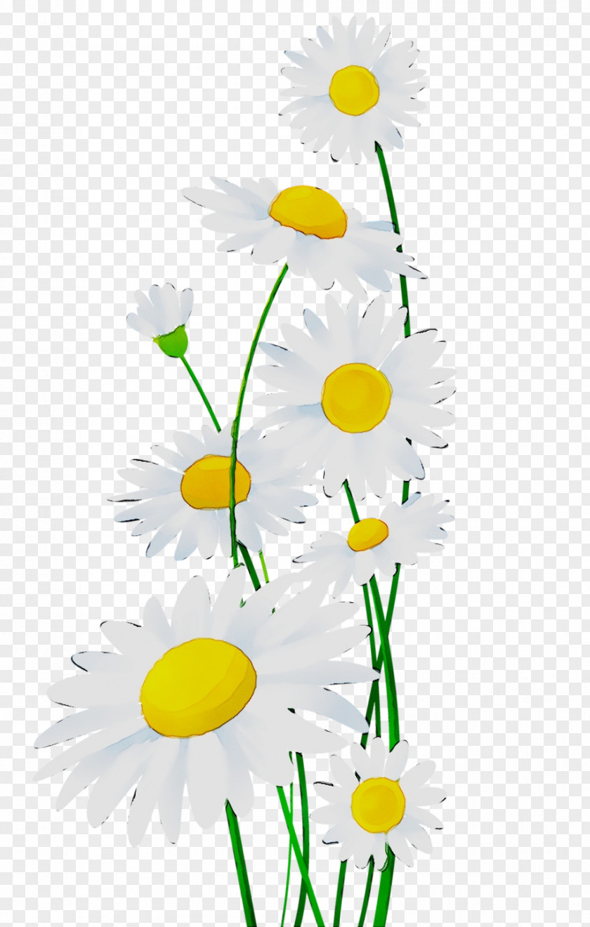 Chrysanthemum Oxeye Daisy Roman Chamomile Floral Design Cut Flowers PNG