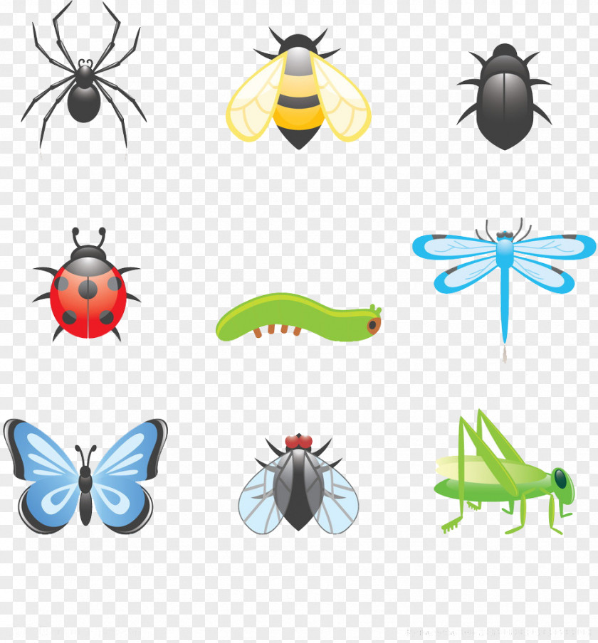 Insects Beetle Cartoon Clip Art PNG