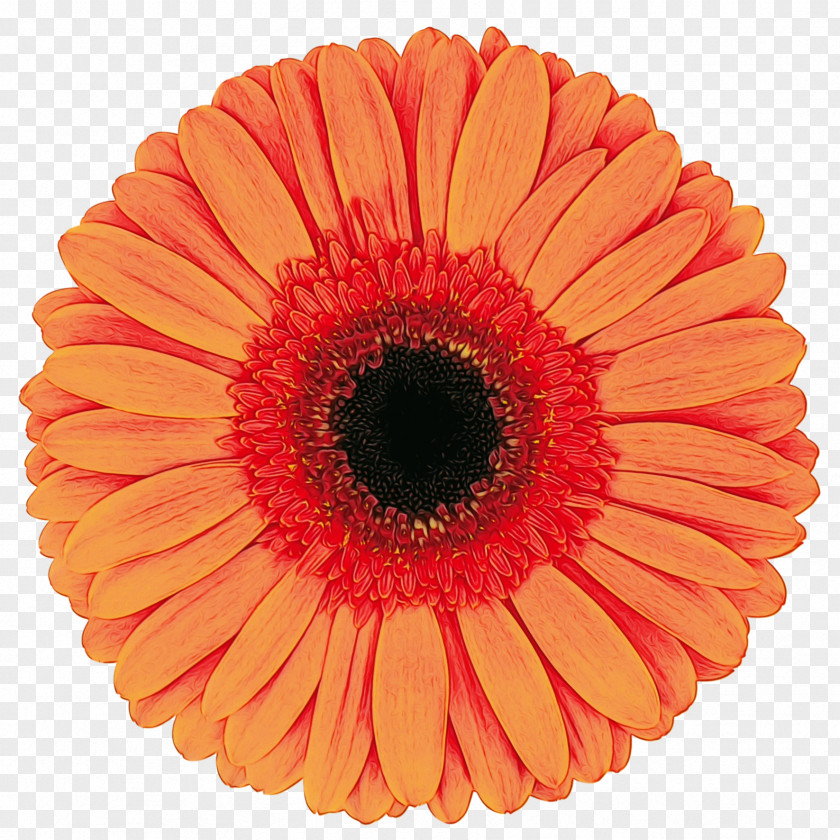 Transvaal Daisy Cut Flowers Vase Life Floristry Orange PNG