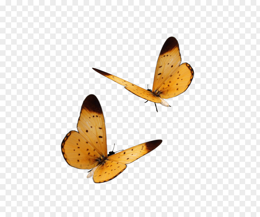 Animation Butterfly Web Page Painting History Clip Art Image PNG