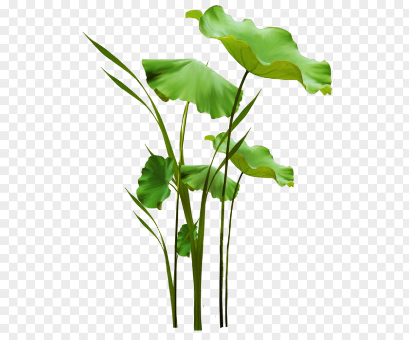 Leaf Cut Flowers Vegetable Flowerpot Plant Stem PNG
