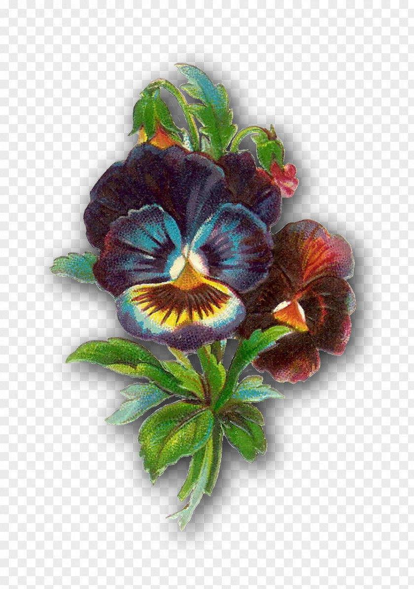Pansy Flower Violet Clip Art PNG