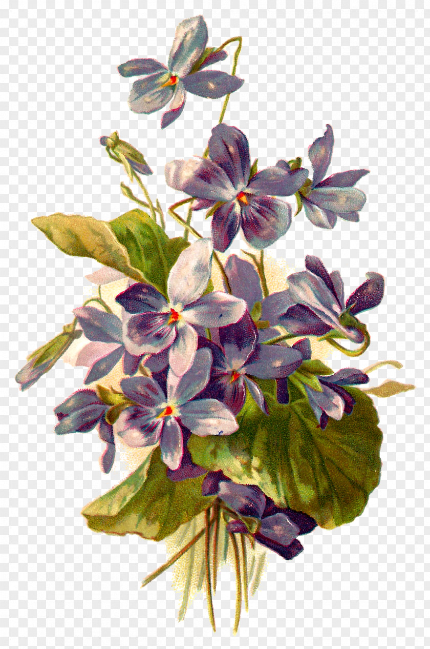 Violet Flower Botanical Illustration Botany Clip Art PNG