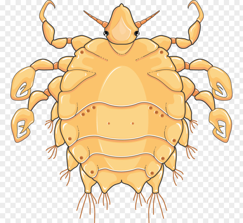 Echinococcus Granulosus Crab Louse Dungeness Phthirus Pubis Infestation Infectious Disease PNG