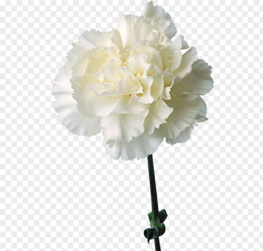 Flower Carnation Birth Cut Flowers White PNG