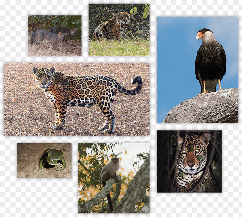 Leopard Jaguar Cheetah Wildlife Nick's Adventures Bolivia PNG