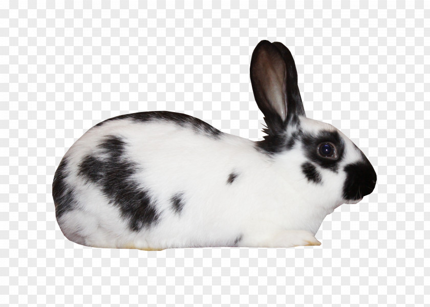 Black And White Spotted Rabbit Domestic European Leporids PNG