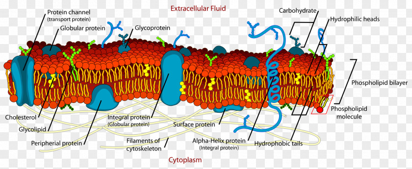 Creative Mito Cell Membrane Biological Lipid Bilayer PNG