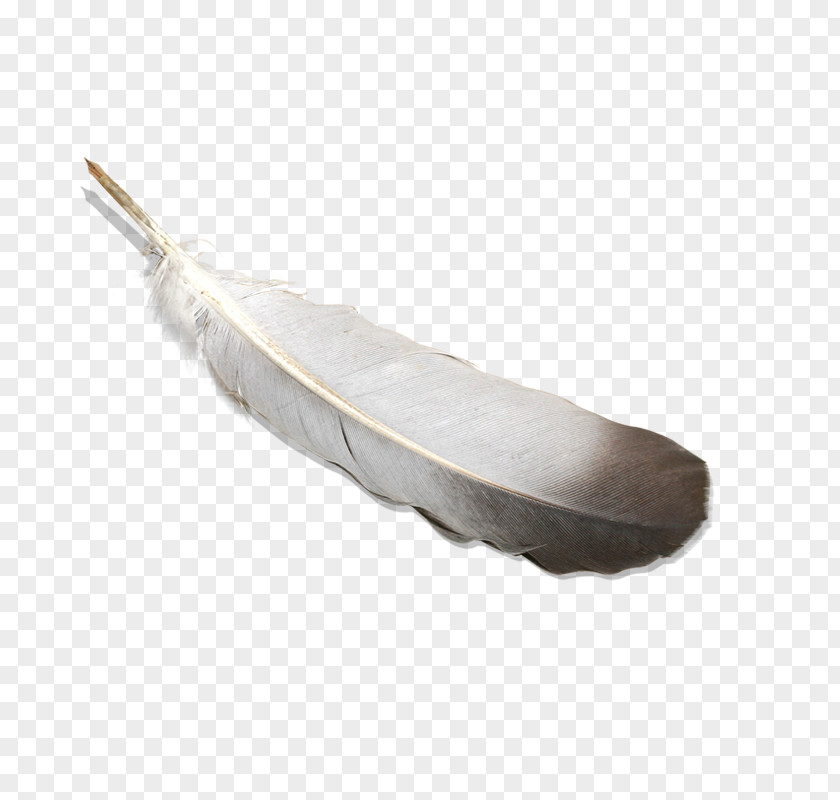 Feather Bird Quill Pen PNG