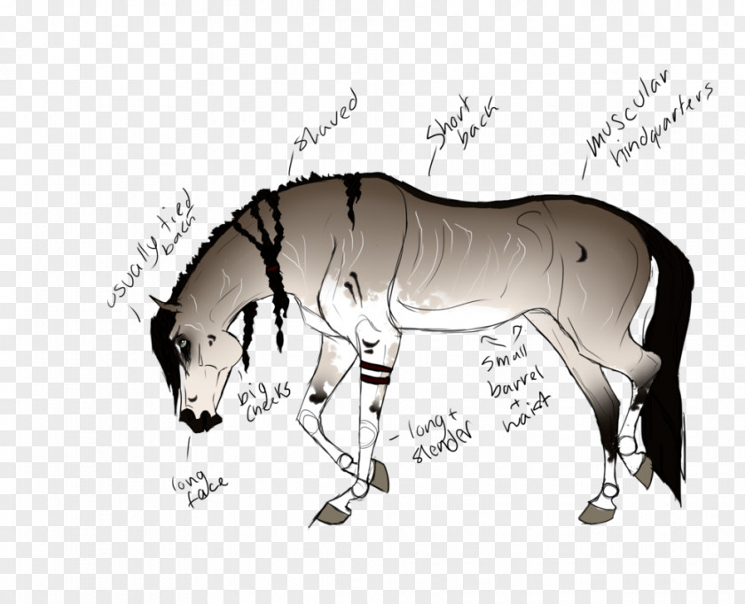 Mustang Mule Stallion Mane Halter PNG