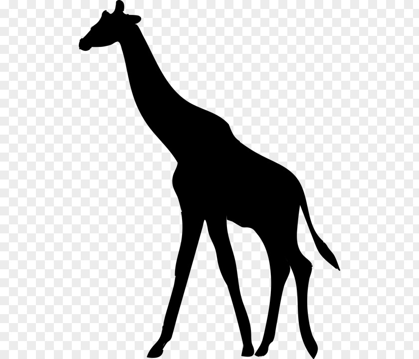 Silhouette Northern Giraffe Clip Art PNG