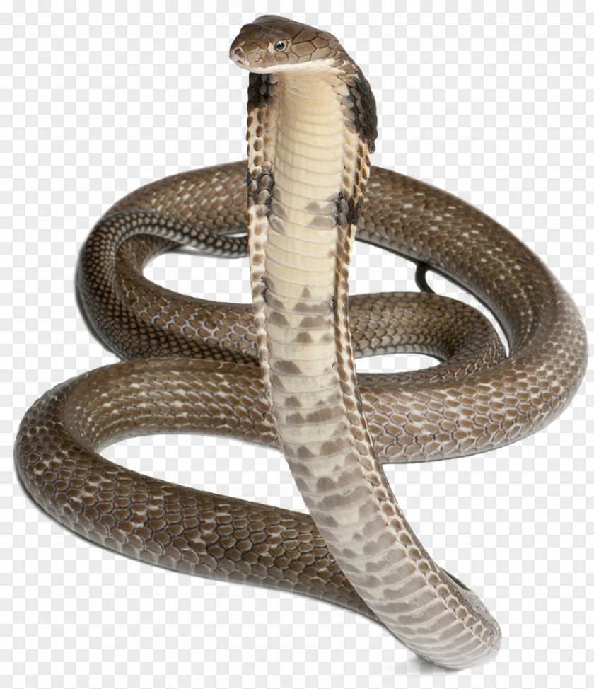 Cobra PNG clipart PNG