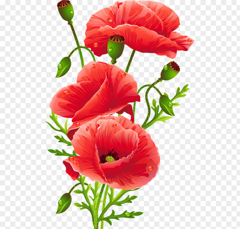 Red Flower Pattern Vector Bouquet Common Poppy Floristry PNG